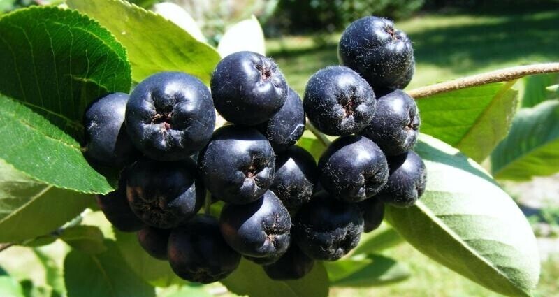 vente-aronia-en-gros-du-fabricant-a-des-prix-optimaux-big-1