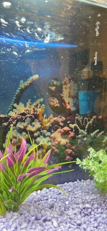 petit-aquarium-60eur-big-2