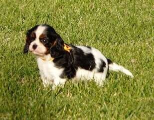 chiot-cavalier-king-charles-big-2