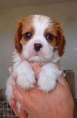 chiot-cavalier-king-charles-big-1