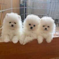 hello-i-have-3-adorable-pomeranian-puppies-big-0