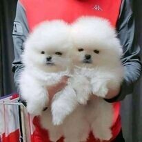 hello-i-have-3-adorable-pomeranian-puppies-big-1