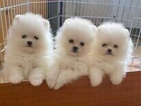 Hello I have 3 adorable Pomeranian puppies