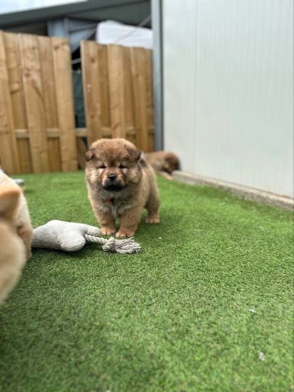 beautiful-chow-chow-puppies-big-1