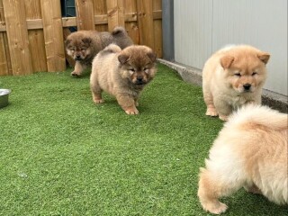 Beautiful chow chow puppies
