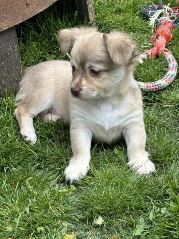 propose-ses-chiots-de-type-chihuahua-big-1