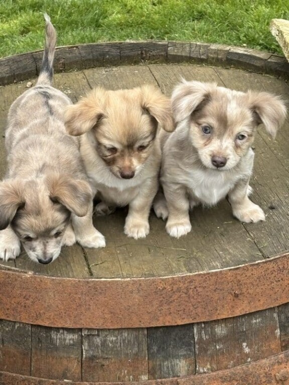 propose-ses-chiots-de-type-chihuahua-big-0