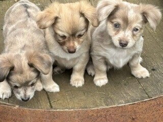 Propose ses chiots de type Chihuahua