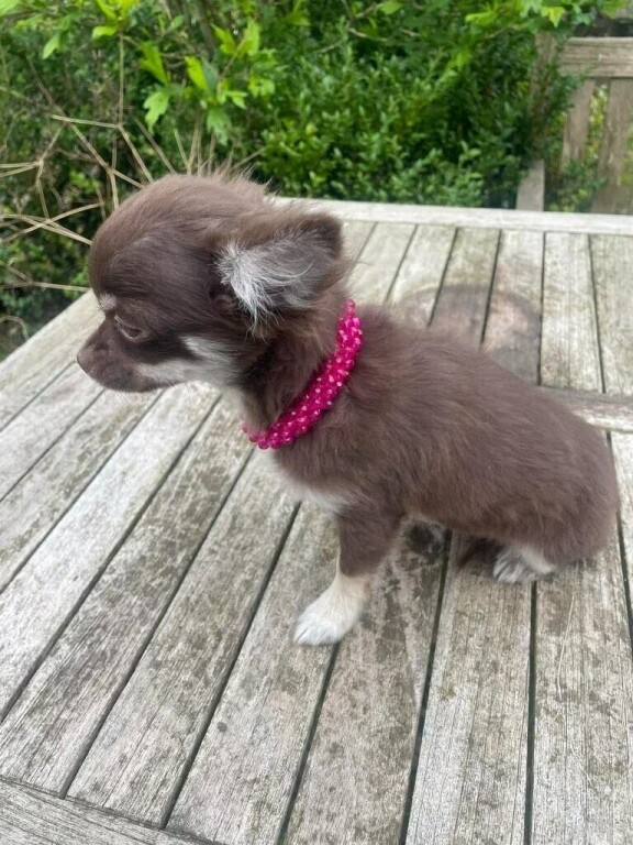 chihuahua-puppies-and-mini-very-nice-purebreds-big-2