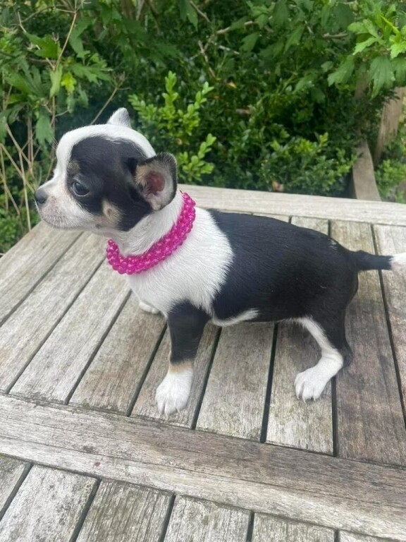 chihuahua-puppies-and-mini-very-nice-purebreds-big-1