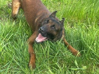 Malinois Shepherd male trained guard dog ph.1 topper