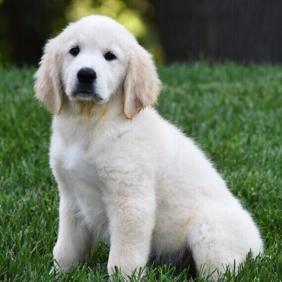 golden-retriever-big-2