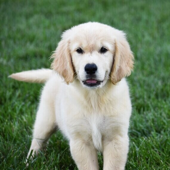 golden-retriever-big-1