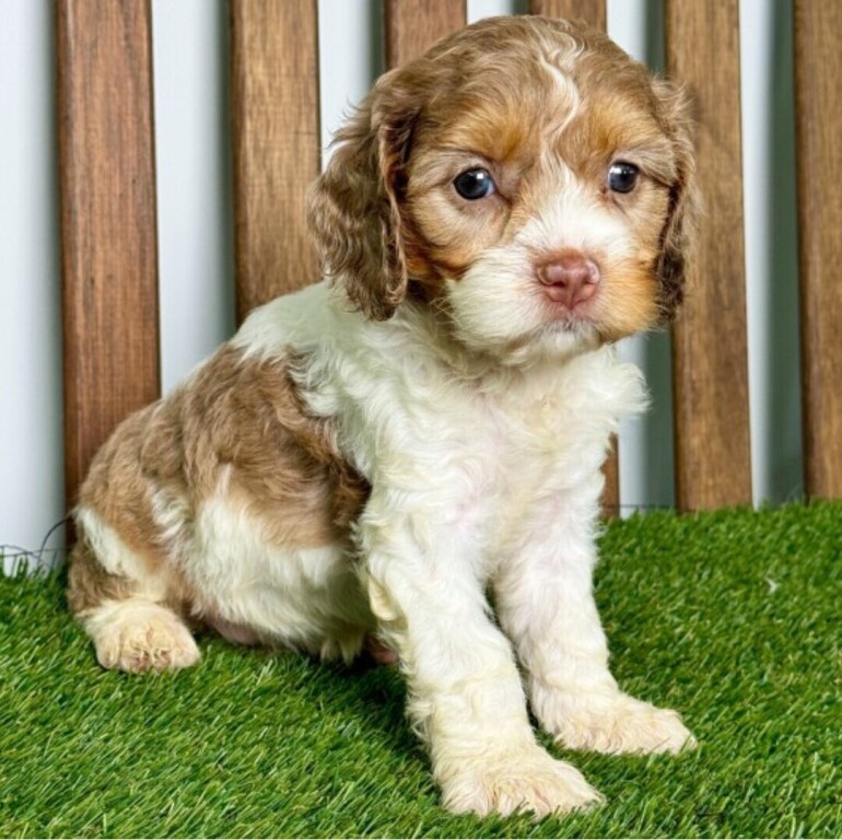 cavapoo-puppies-big-0