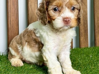 Cavapoo puppies