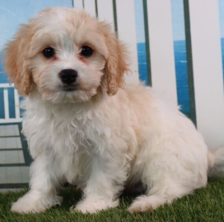 cavachon-big-1