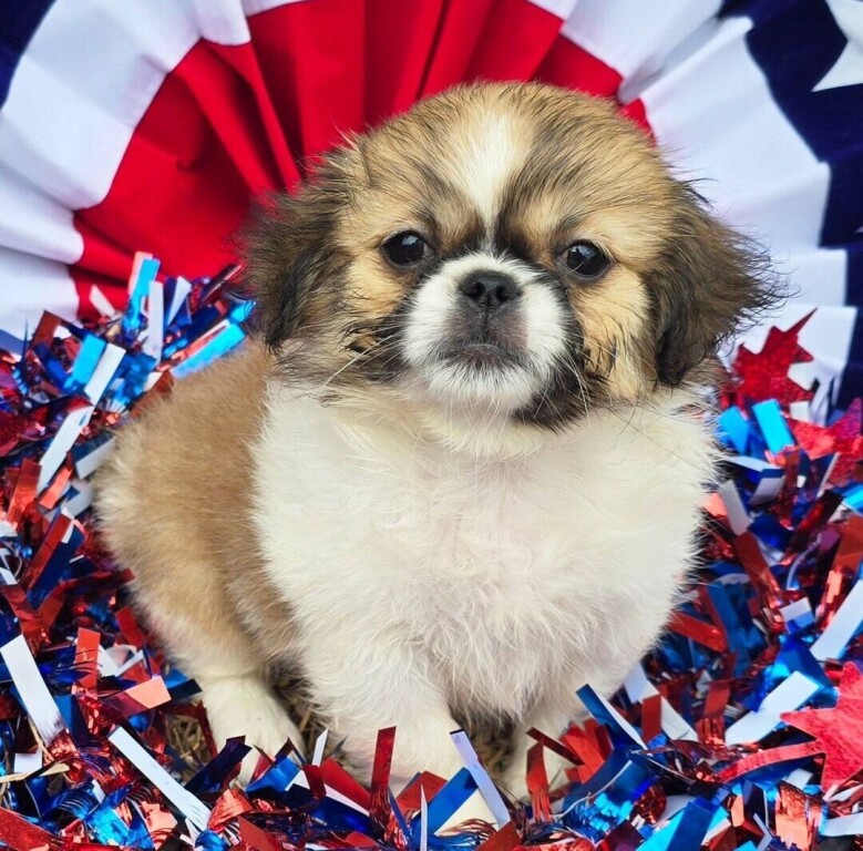 pekingese-big-0