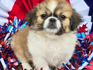 Pekingese