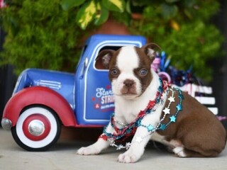 Boston Terriere Puppies