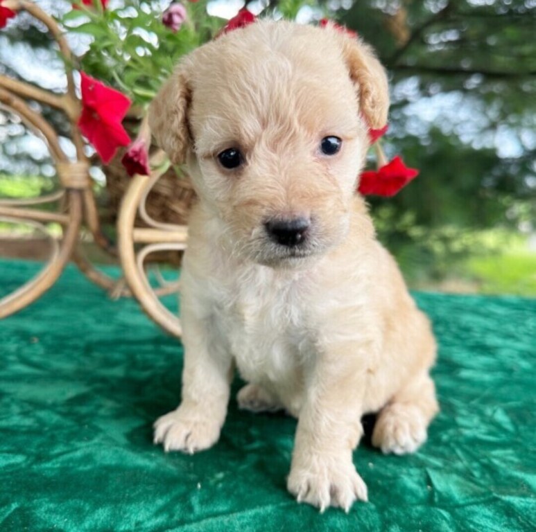 labradooldle-puppies-big-2