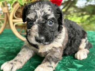 Labradooldle Puppies