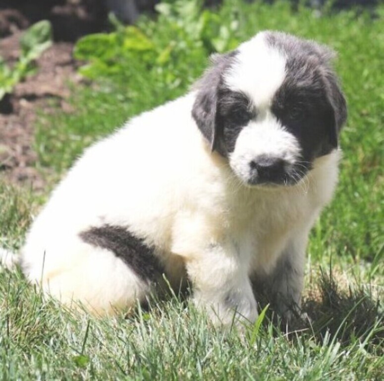 newfoundland-pups-big-1