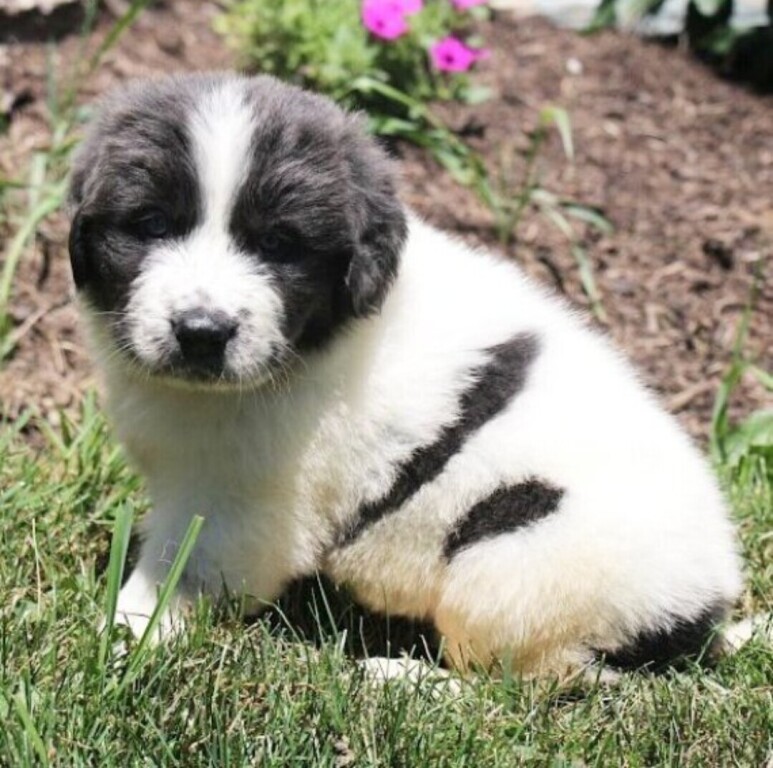 newfoundland-pups-big-0