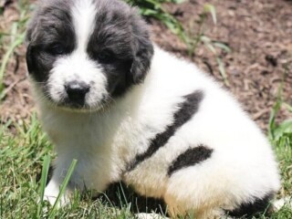 Newfoundland pups