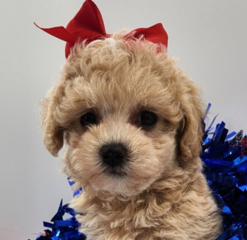 maltipoo-big-0