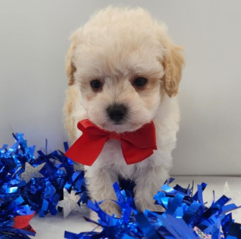 maltipoo-big-1