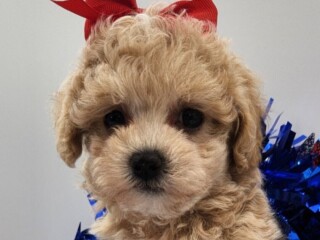 Maltipoo