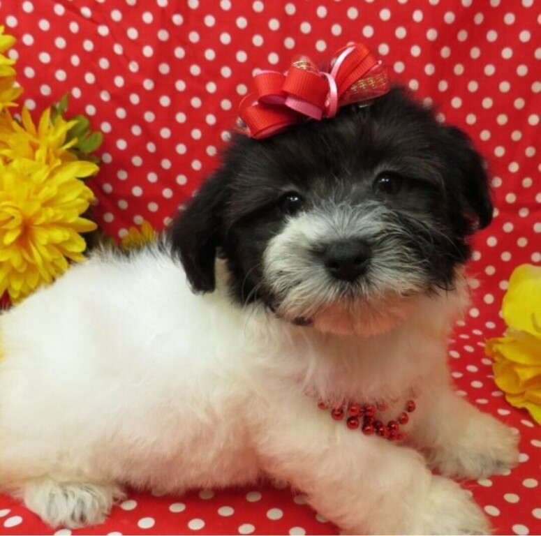 coton-de-tulear-litter-big-1