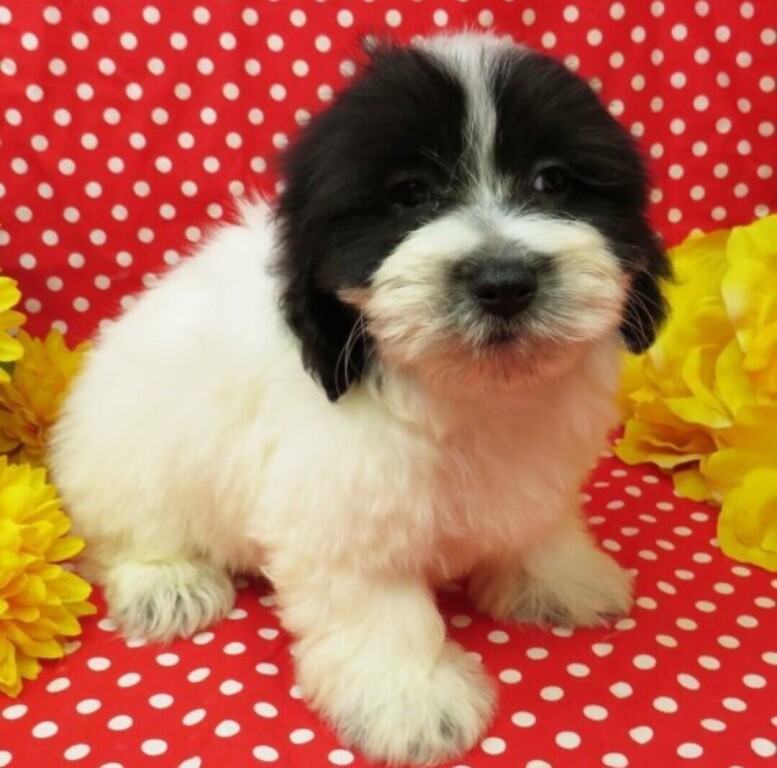 coton-de-tulear-litter-big-2