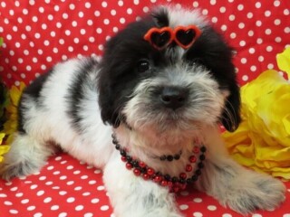 Coton De Tulear litter