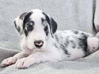 Great Danoodle puppies