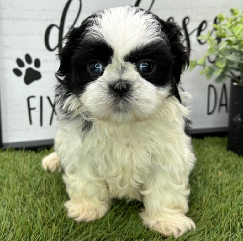 shih-tzu-big-0