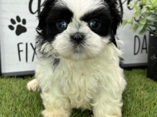 Shih Tzu