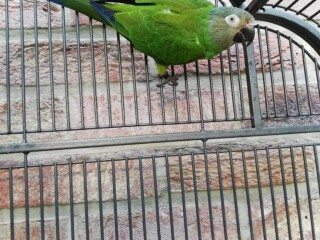 Femelle Conure de weddell reproductrice