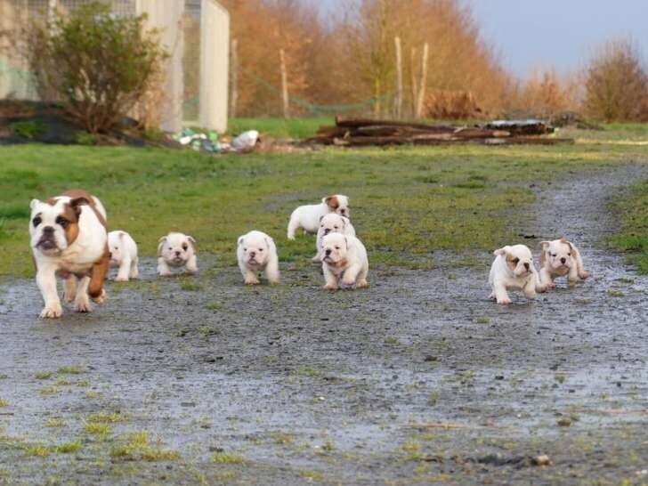 9-chiots-bulldogs-anglais-5-femelles-et-4-males-disponible-big-1