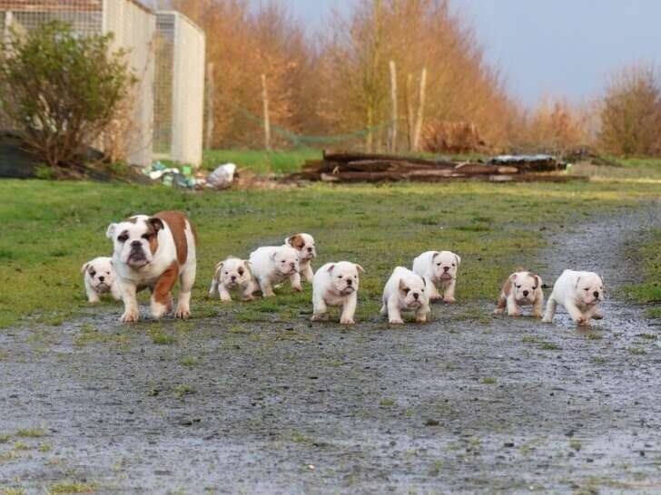 9-chiots-bulldogs-anglais-5-femelles-et-4-males-disponible-big-2