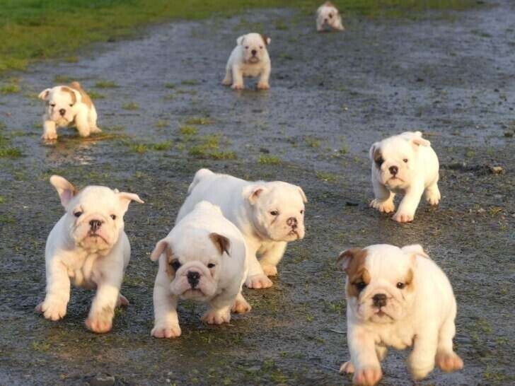 9-chiots-bulldogs-anglais-5-femelles-et-4-males-disponible-big-3