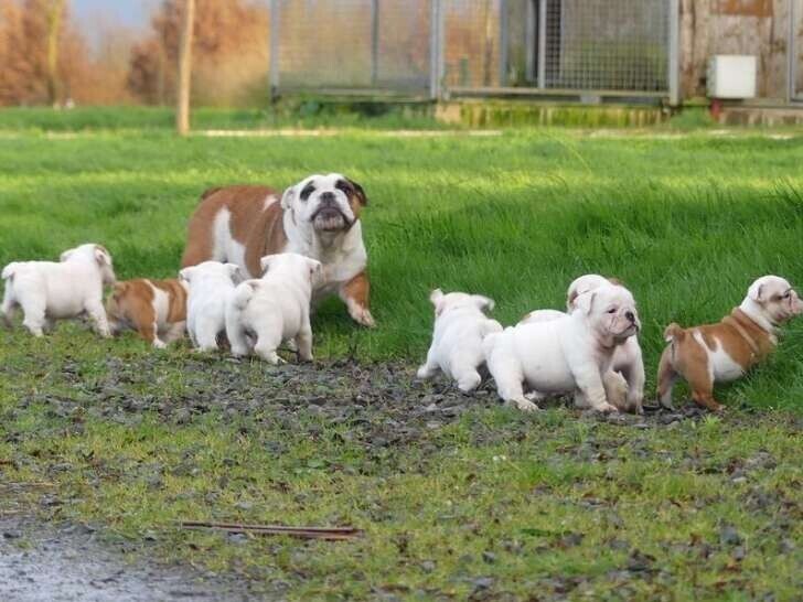 9-chiots-bulldogs-anglais-5-femelles-et-4-males-disponible-big-0