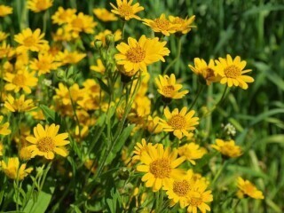 arnica-bloem-big-1